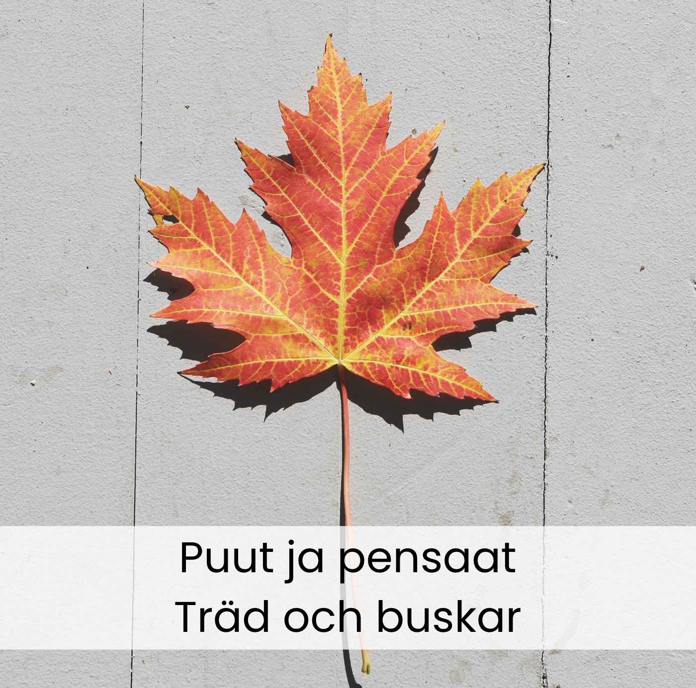 Puut ja pensaat